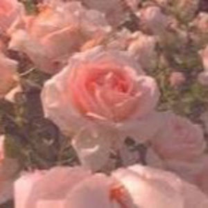 Meet your Posher, Ella